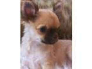 Chihuahua Puppy for sale in Surprise, AZ, USA