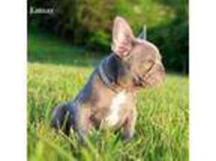 French Bulldog Puppy for sale in Jamestown, KY, USA