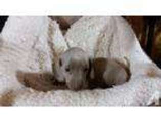 Dachshund Puppy for sale in ALTOONA, AL, USA