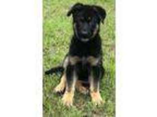 German Shepherd Dog Puppy for sale in Jennings, FL, USA