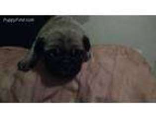 Pug Puppy for sale in Tazewell, TN, USA