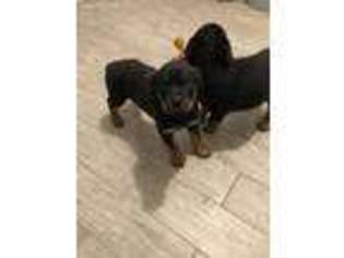 Rottweiler Puppy for sale in Villa Park, IL, USA