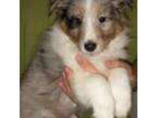 Shetland Sheepdog Puppy for sale in Berkeley Springs, WV, USA