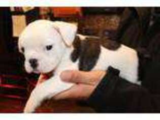 French Bulldog Puppy for sale in WEST HAVEN, CT, USA
