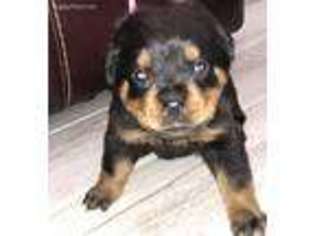 Rottweiler Puppy for sale in Longwood, FL, USA