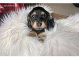 Dachshund Puppy for sale in Hardin, IL, USA