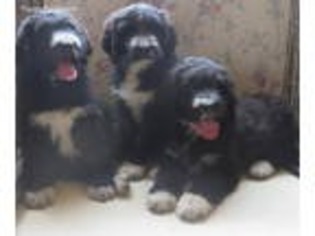 Great Pyrenees Puppy for sale in Greensboro, NC, USA