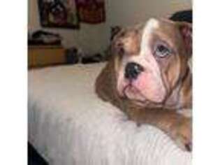 Bulldog Puppy for sale in Lathrop, CA, USA