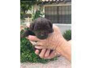 Labrador Retriever Puppy for sale in Mesa, AZ, USA