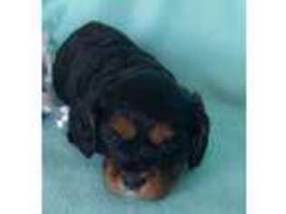 Cavalier King Charles Spaniel Puppy for sale in Delta, CO, USA