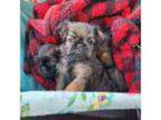 Brussels Griffon Puppy for sale in Pocola, OK, USA