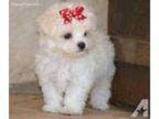 Maltese Puppy for sale in WAYNESBORO, GA, USA