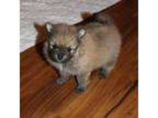 Pomeranian Puppy for sale in Moro, OR, USA