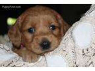 Goldendoodle Puppy for sale in Newburg, PA, USA
