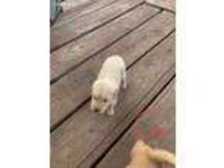Golden Retriever Puppy for sale in Harrold, TX, USA