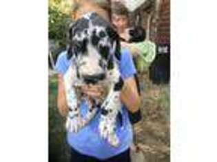 Great Dane Puppy for sale in Broken Bow, OK, USA
