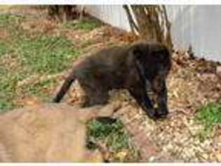 German Shepherd Dog Puppy for sale in Bedford, VA, USA