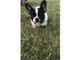 French Bulldog Puppy for sale in Chardon, OH, USA