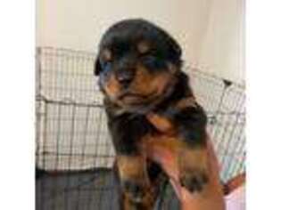 Rottweiler Puppy for sale in Humble, TX, USA