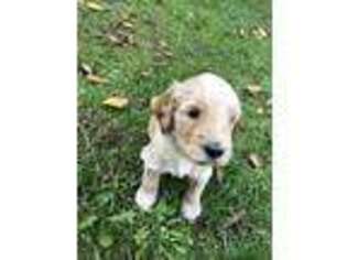 Goldendoodle Puppy for sale in Howes Cave, NY, USA
