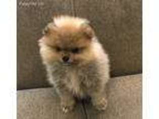 Pomeranian Puppy for sale in Medford, OR, USA