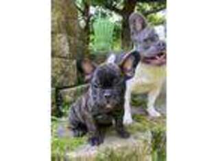 French Bulldog Puppy for sale in Glencoe, MN, USA