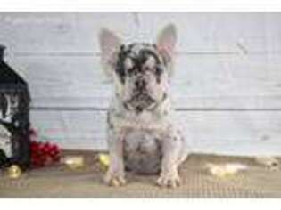 French Bulldog Puppy for sale in Danville, OH, USA