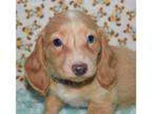 Dachshund Puppy for sale in Youngstown, OH, USA