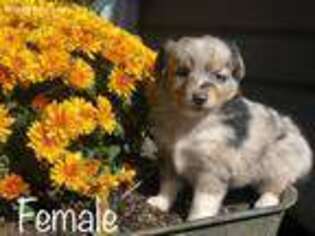 Miniature Australian Shepherd Puppy for sale in Grantville, KS, USA