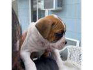 American Bulldog Puppy for sale in Barnegat, NJ, USA