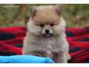 Pomeranian Puppy for sale in Sedalia, MO, USA