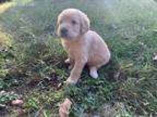 Labradoodle Puppy for sale in Monroe, ME, USA