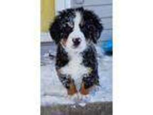 Bernese Mountain Dog Puppy for sale in Ozark, MO, USA