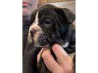 Olde English Bulldogge Puppy for sale in Corvallis, OR, USA