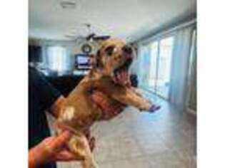 Great Dane Puppy for sale in Buckeye, AZ, USA