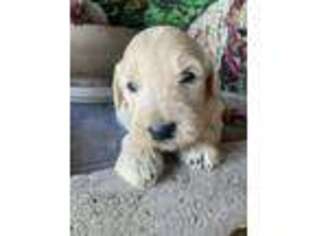 Goldendoodle Puppy for sale in Atkinson, IL, USA