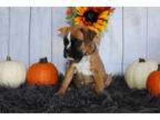 Boxer Puppy for sale in Delphi, IN, USA