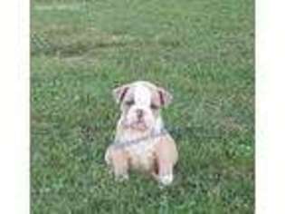 Bulldog Puppy for sale in Madisonville, TN, USA