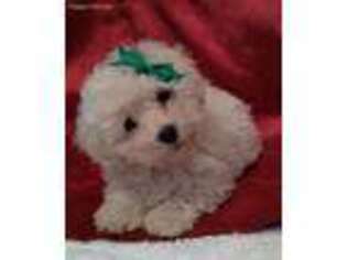 Maltese Puppy for sale in Burtonsville, MD, USA