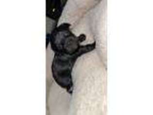 Mutt Puppy for sale in Ruidoso, NM, USA