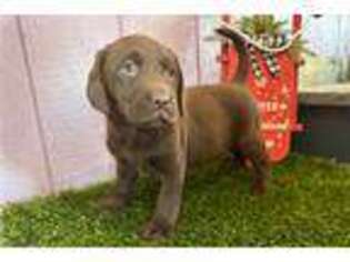 Labrador Retriever Puppy for sale in Bloomington, IN, USA