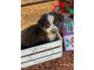 Australian Shepherd Puppy for sale in Graham, TX, USA
