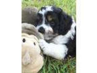 Mutt Puppy for sale in Lancaster, SC, USA