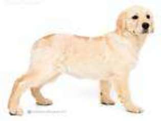 Golden Retriever Puppy for sale in Saint Henry, OH, USA