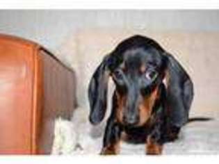 Dachshund Puppy for sale in Manchester, Greater Manchester (England), United Kingdom