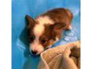 Pembroke Welsh Corgi Puppy for sale in Graham, WA, USA