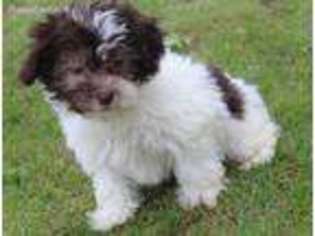 Havanese Puppy for sale in Fort Plain, NY, USA