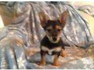 Chorkie Puppy for sale in DORCHESTER, WI, USA