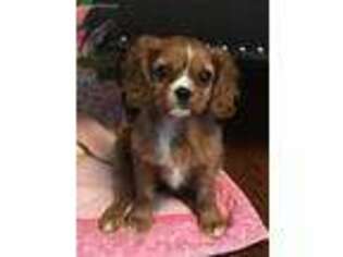 Cavalier King Charles Spaniel Puppy for sale in San Diego, CA, USA