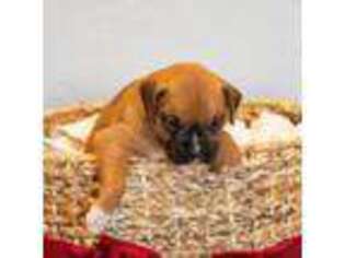 Boxer Puppy for sale in Modesto, CA, USA